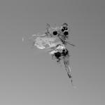 tanuki_mesh-texture_explosion_001