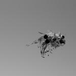 tanuki_mesh-texture_explosion_002