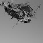 tanuki_mesh-texture_explosion_006