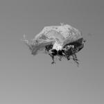 tanuki_mesh-texture_explosion_009